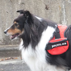 ユニバーサルIDCサイドバッグ ブルー