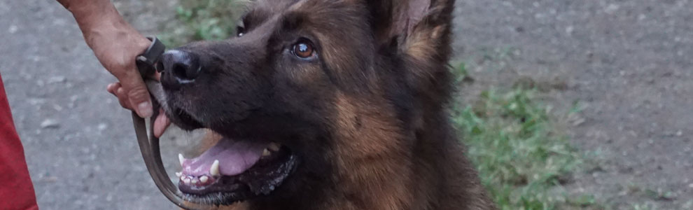 Lakis Latis - Escape