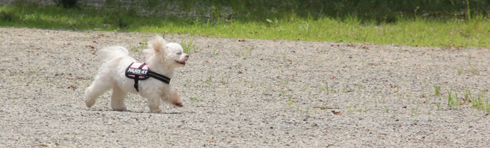 Lakis Latis - Belt Harness