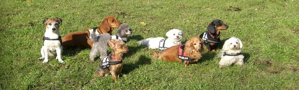 Lakis Latis - Power Harness