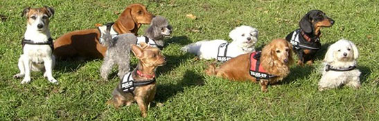 ドッグ ハーネス イメージ