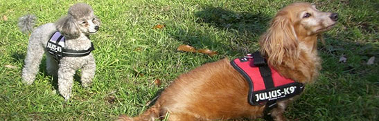 Lakis Latis - Power Harness