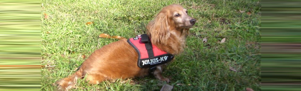 Lakis Latis - Power Harness