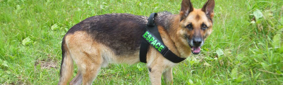 Lakis Latis - Belt Harness