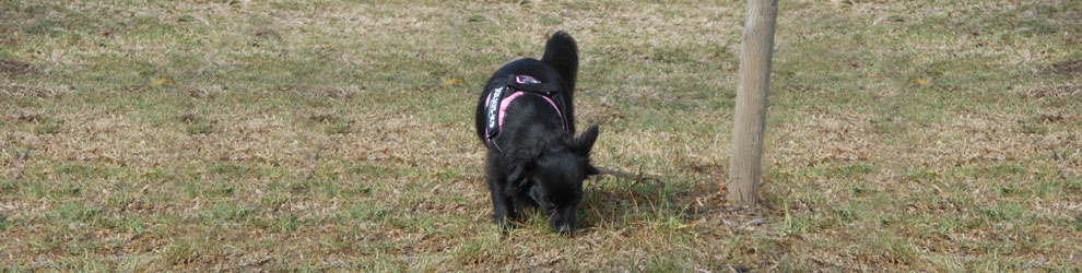 Lakis Latis - ドッグ ハーネス イメージ