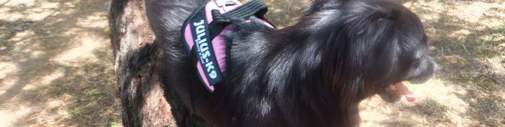 Lakis Latis - Dog Collar