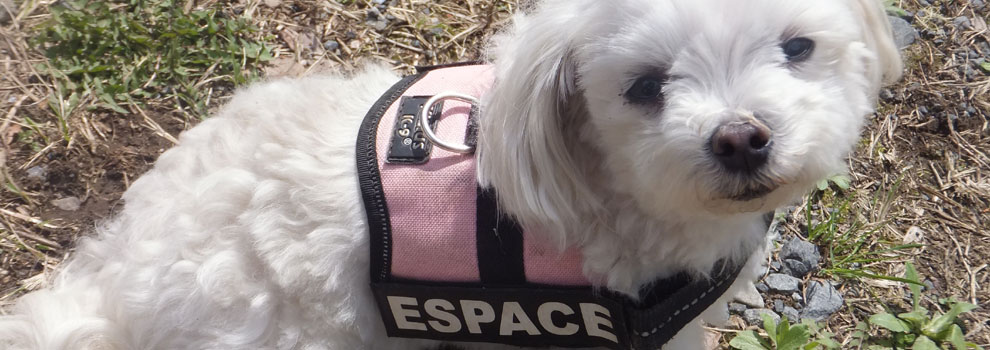 Lakis Latis - Power Harness