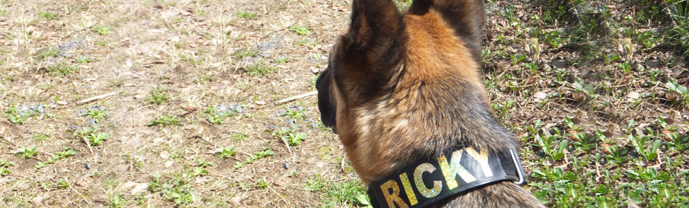 Lakis Latis - Power Harness