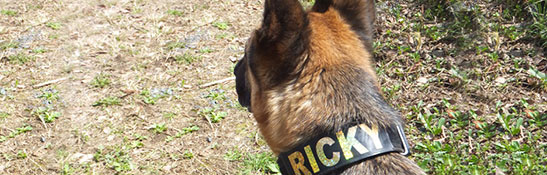 Lakis Latis - Power Harness