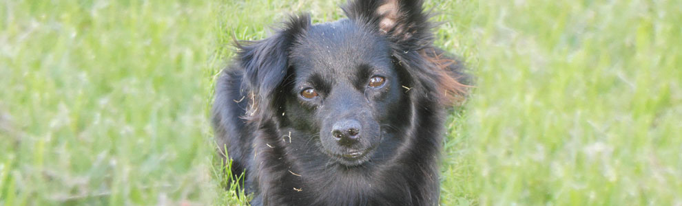 Lakis Latis - Belt Harness