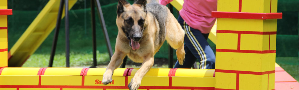 Lakis Latis - Power Harness