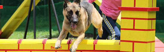 ドッグ ハーネス イメージ