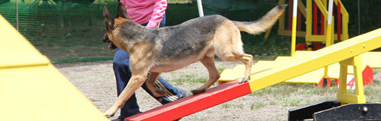 ドッグ ハーネス イメージ