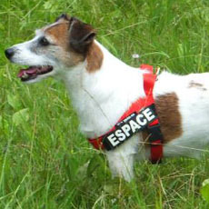 Belt Harness レッド